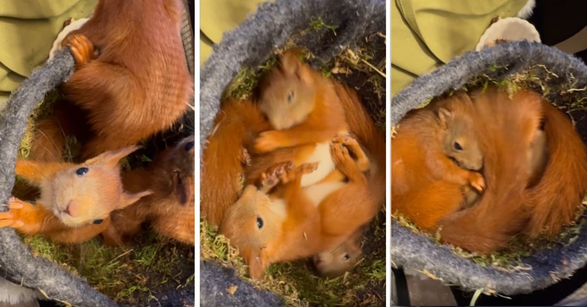 Eichhörnchen Video Polen, Eichhörnchen schlafen, junge Eichhörnchen, virales Tiervideo, Olsztyn Eichhörnchenzentrum, Rehabilitationszentrum Eichhörnchen, Tierrettung Polen, Eichhörnchen Aufzucht, niedliche Tiervideos, Wildtierrehabilitation, verwaiste Eichhörnchen, soziale Medien Tiervideo, Eichhörnchen Babys, Tierschutz Polen, virales Video Eichhörnchen,
