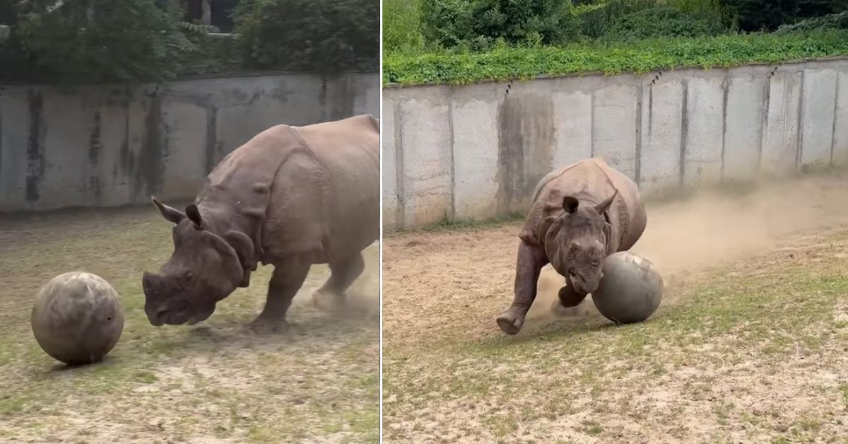 Nashorn