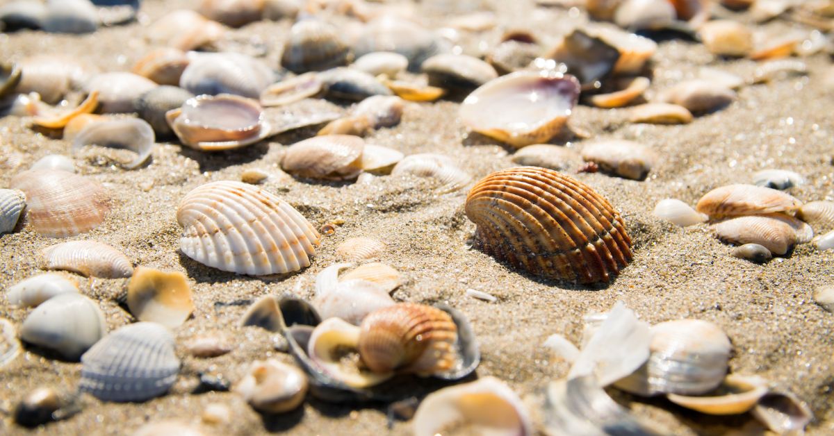 Muscheln Ostsee Polen, Muscheln sammeln Polen, polnische Ostsee Strände, Weichselmündung Muscheln, Frische Nehrung Muscheln, Halbinsel Hel Muscheln, Ostsee Urlaub Polen, Muschelstrände Polen, Muschelarten Ostsee, Muschelsammeln, Muschelsammeln polnische Ostsee,