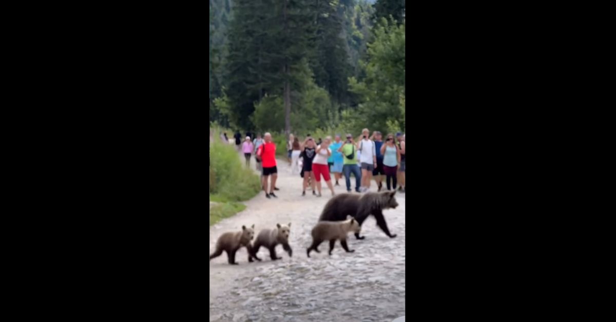 Bärin mit Jungen, Hohe Tatra, Chochołowska-Tal, Tatra-Nationalpark, Bären in Polen, Braunbären Polen, Bärenbegegnung, Touristen Hohe Tatra, Wildtiere Polen, Bärenjunge, Tatra Wandern,