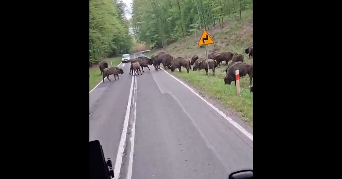 Wisente in Polen, Wisentherde, Wisente auf der Straße, Wisente blockieren Straße, Wisente Polen, Drezdenko, Driesen, Dobiegniew, Woiwodschaft Lebus,