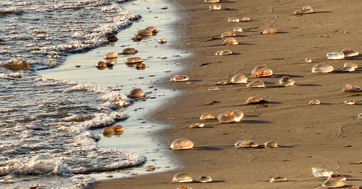 Medusen Sopot, Zoppot Medusen, Quallen Ostsee, Quallen Sopot, Medusen Ostsee, Quallen am Strand, Ohrenqualle, Ostsee Polen, Sopot Strand, Zoppot Strand, Quallenplage Ostsee, Medusenmassen,