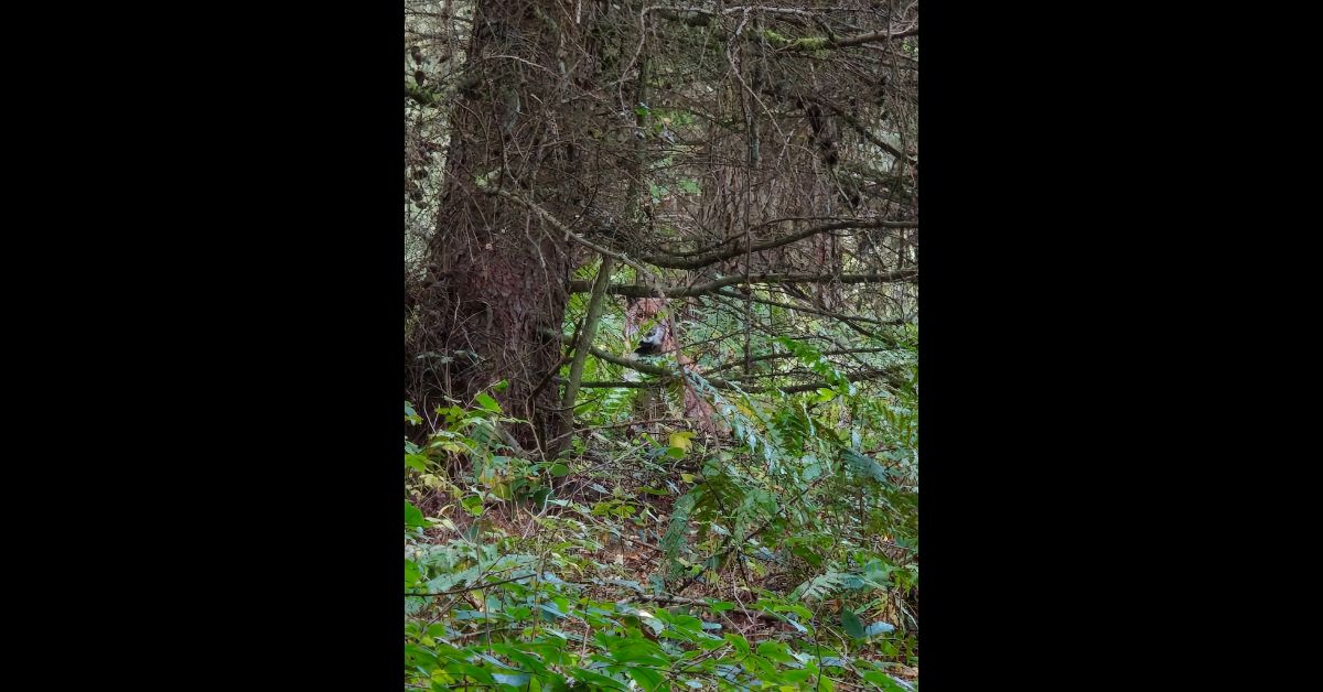 Luchs in Polen, seltener Luchs gesichtet, Eurasischer Luchs, Greifenberg Gryfice, Westpommern, polnische Wälder, Wildtiere in Polen, Naturschutz in Polen, GPS-Halsband für Luchse,größte Wildkatze Polens, Luchse in freier Wildbahn, Luchs-Schutz,